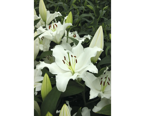 Nahaufnahme von weißen Lilienblüten mit grünen Blättern