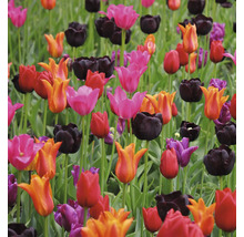 Feld mit verschiedenen Tulpensorten