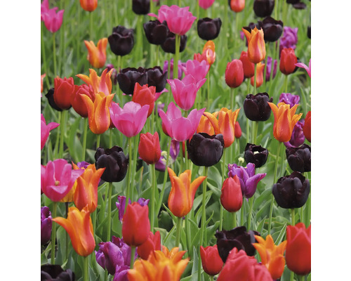 Feld mit verschiedenen Tulpensorten