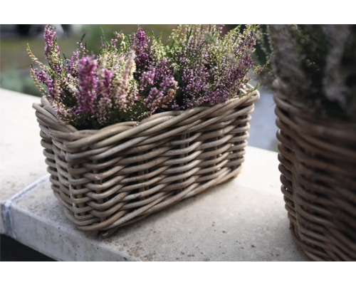 Bruyère dans un panier en osier tressé
