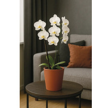 Orchidée en pot sur une table