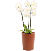 Orchidée en pot