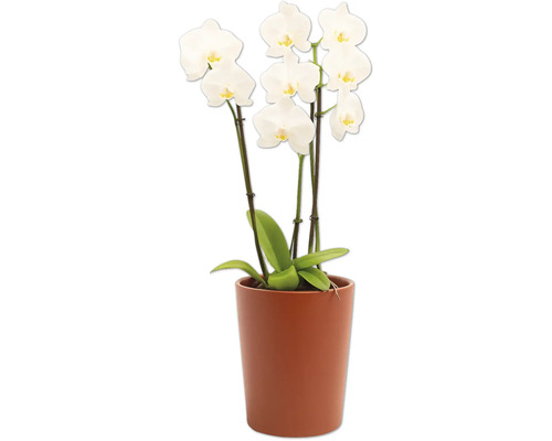 Orchidée en pot