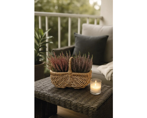 Plantes de bruyère décoratives dans un panier en osier sur une table de jardin avec une bougie