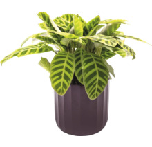 Gebetspflanze im Topf