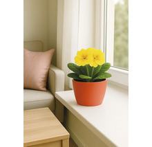 Gelbe Primel in einem Terrakottatopf auf einem Fensterbrett