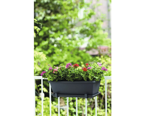 Jardinière avec géraniums sur un garde-corps de balcon