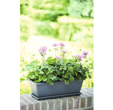 Géraniums dans une jardinière rectangulaire sur un mur