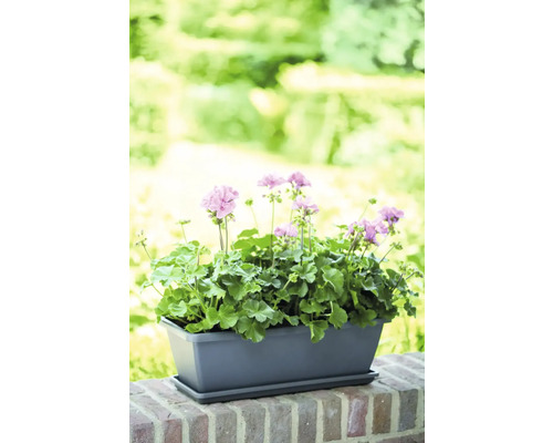 Géraniums dans une jardinière rectangulaire sur un mur