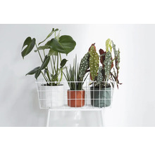 Trois plantes d'intérieur en pot sur une étagère métallique blanche.