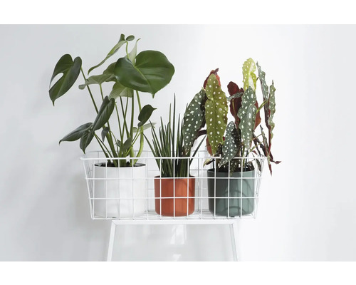 Trois plantes d'intérieur en pot sur une étagère métallique blanche.