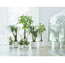 Un groupe de différentes plantes d'intérieur dans des jardinières assorties.