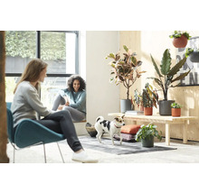 Scène d'intérieur lumineuse avec deux femmes, un chien et des plantes d'intérieur sur un banc en bois