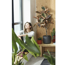 Frau sitzt am Fenster neben Zimmerpflanzen in Töpfen auf einem Holztisch