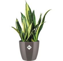 Sansevieria en pot avec logo Elho