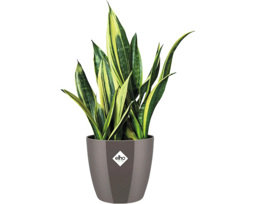 Sansevieria en pot avec logo Elho