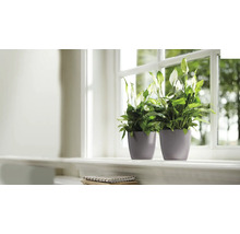 Zwei Friedenslilien in Töpfen auf einer Fensterbank