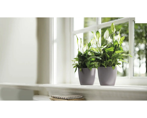 Zwei Friedenslilien in Töpfen auf einer Fensterbank