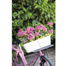 Vélo avec jardinière blanche et géraniums roses