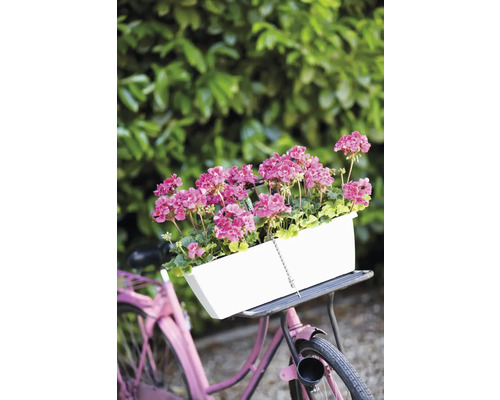 Vélo avec jardinière blanche et géraniums roses