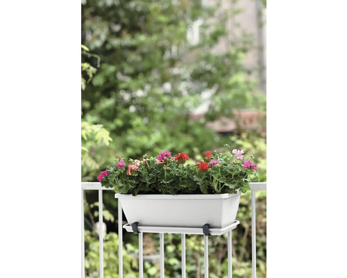 Jardinière avec géraniums sur un garde-corps de balcon