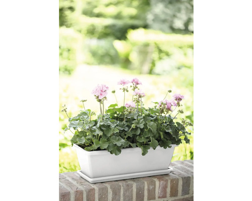 Jardinière avec géraniums sur un mur