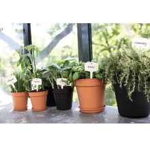 Arrangement vu Kraider a Geméisplanzen an Dëppe mat Planzeschëlder