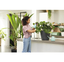 Frau bewässert eine Zimmerpflanze in einer Küche mit Sprühflasche