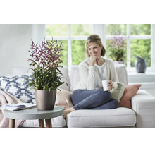 Salon avec plante Tillandsia dans un pot sur une table