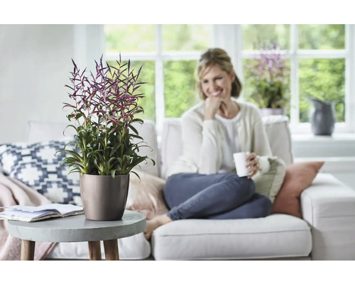 Salon avec plante Tillandsia dans un pot sur une table