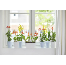 Rebord de fenêtre avec plantes d'intérieur fleuries en pots.