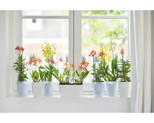 Rebord de fenêtre avec plantes d'intérieur fleuries en pots.