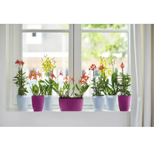 Différentes orchidées dans des pots de fleurs sur un rebord de fenêtre