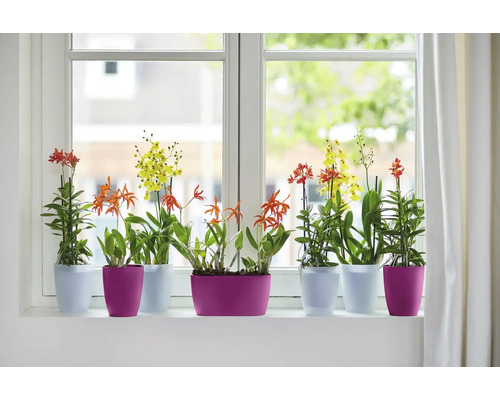 Différentes orchidées dans des pots de fleurs sur un rebord de fenêtre