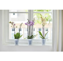 Trois orchidées en pot sur un rebord de fenêtre