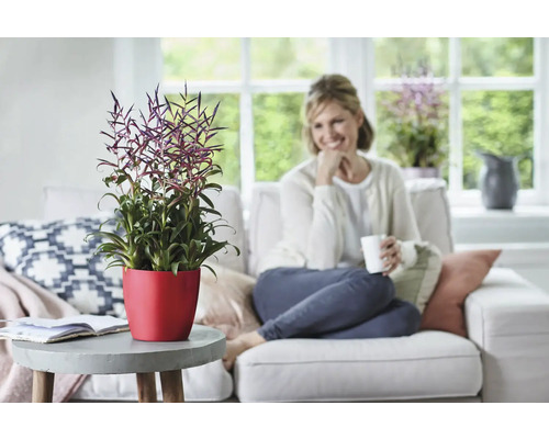 Bromelie in rotem Topf auf einem Tisch in einem Wohnzimmer