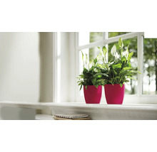 Deux plantes fleur de lune en pot sur un rebord de fenêtre