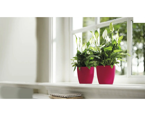 Deux plantes fleur de lune en pot sur un rebord de fenêtre