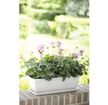 Jardinière avec géraniums sur un mur