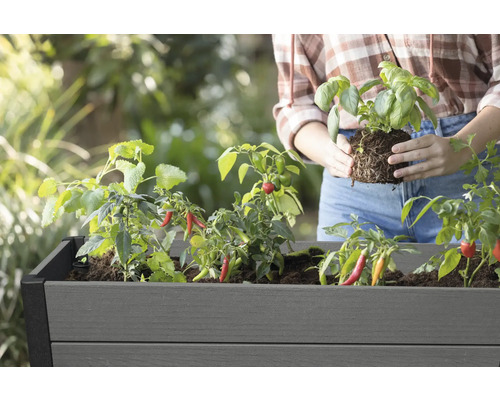 Une femme plante du basilic dans un potager surélevé contenant déjà des plants de piment.