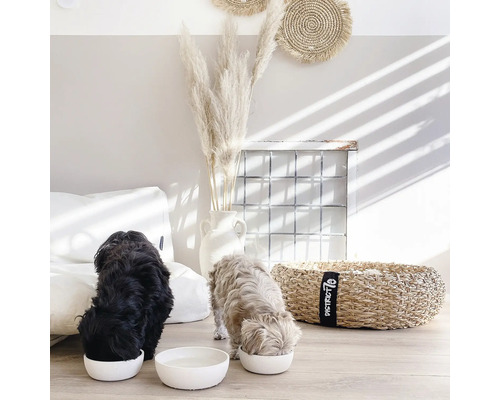 Zwei Hunde fressen aus weißen Futternäpfen in einem hellen Raum mit dekorativen Elementen.