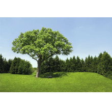 Paysage de jardin avec pelouse, arbre et robot tondeuse