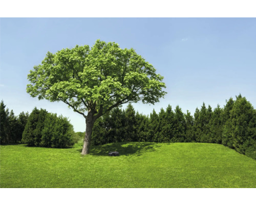 Paysage de jardin avec pelouse, arbre et robot tondeuse