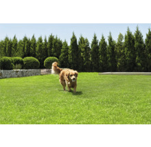 Pelouse soignée avec un chien portant une balle, entourée d'un mur de pierre, de buissons taillés et de grands arbres.