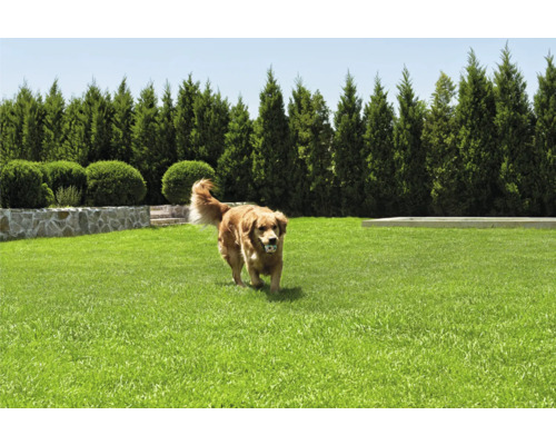Pelouse soignée avec un chien portant une balle, entourée d'un mur de pierre, de buissons taillés et de grands arbres.