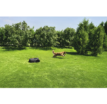 Pelouse avec robot tondeuse et chien jouant