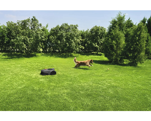 Pelouse avec robot tondeuse et chien jouant