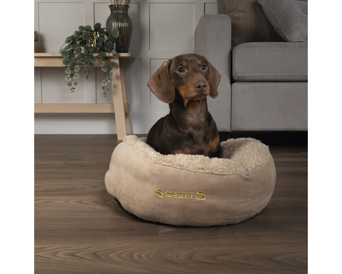 Teckel assis dans un lit pour chien de la marque Scruffs