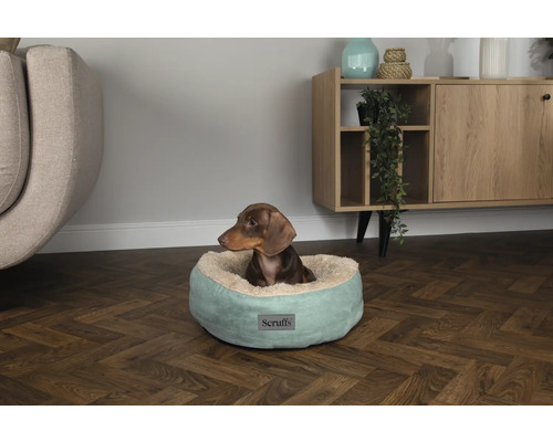 Dackel in einem runden, hellgrünen Hundebett der Marke Scruffs