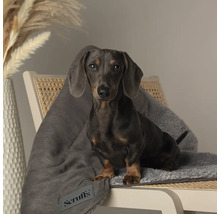 Dackel sitzt auf einem Stuhl mit einer grauen Scruffs-Decke